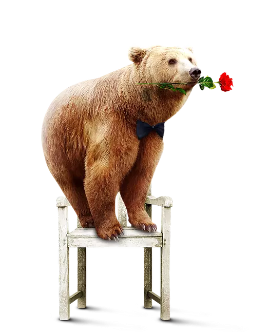 bear standing on chair with rose flower