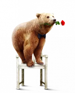 bear standing on chair with rose flower