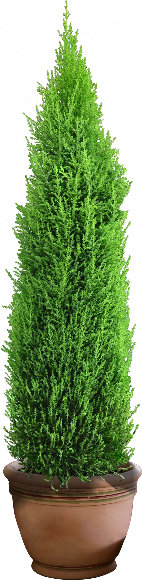 bonsai tree flower plant with pot