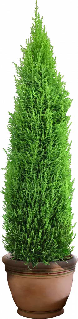 bonsai tree flower plant with pot