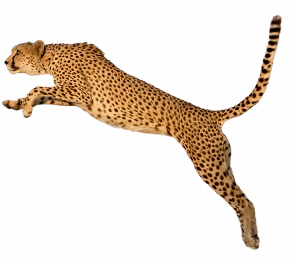 cheetah running and jumping sideview