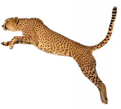 cheetah running and jumping sideview