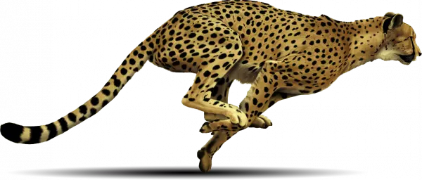 cheetah running sideview drawing and painting