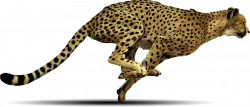 cheetah running sideview drawing and painting