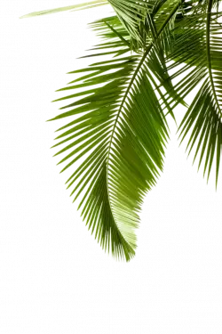 coconut plant leaves arecaceae