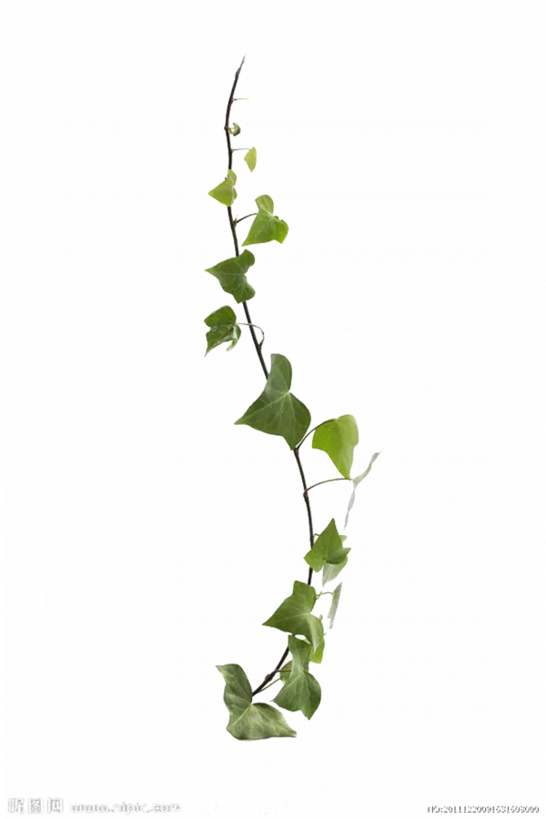 comon virginia green creeper plant