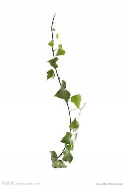 comon virginia green creeper plant