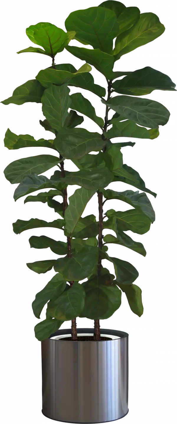 fiddle green leaf fig houseplant