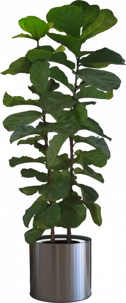 fiddle green leaf fig houseplant