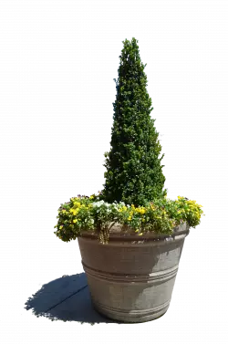 flowerpot vase flower pot flower spruce png