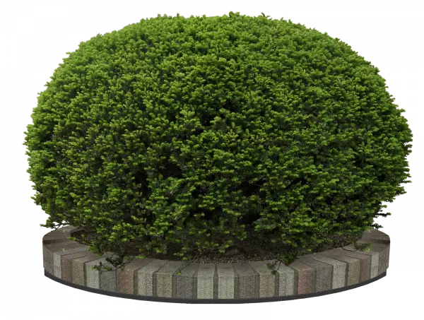 green bush plant in round shape