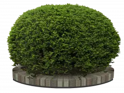 green bush plant in round shape