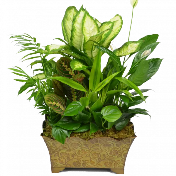 green floristry flowerpot houseplant garden