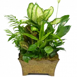 green floristry flowerpot houseplant garden
