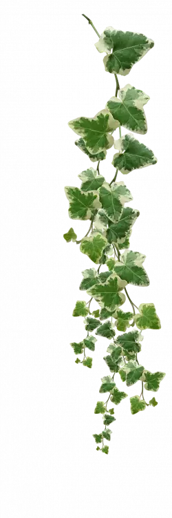 green ivy vine muscadine grape plant