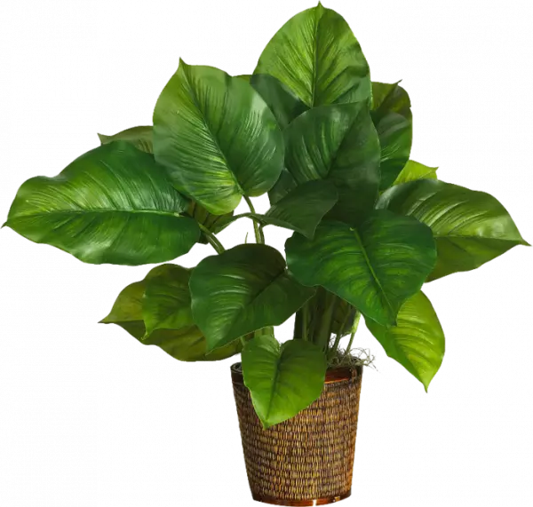 green leaf albizia julibrissin plant with pot