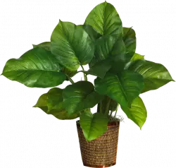 green leaf albizia julibrissin plant with pot