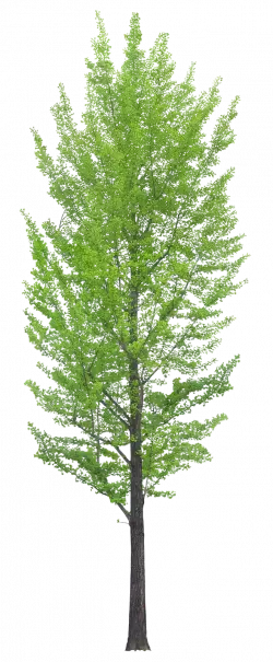green leaf arbol tree transparent