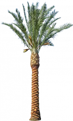 green leaf asian palmyra big palm tree