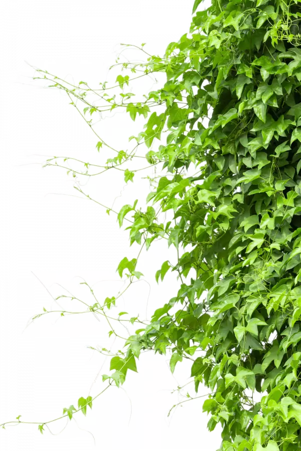 green leaf creeper leaf grass plant