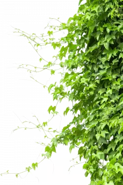 green leaf creeper leaf grass plant