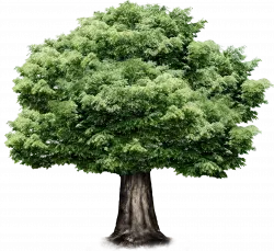 green leaf greenery tree round shape