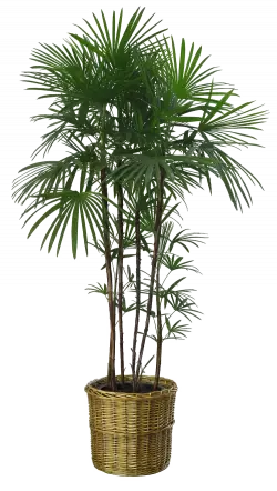 green leaf house plant in bamboo pot