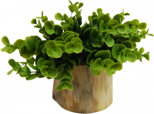 green leaf houseplant with pot