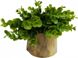 green leaf houseplant with pot