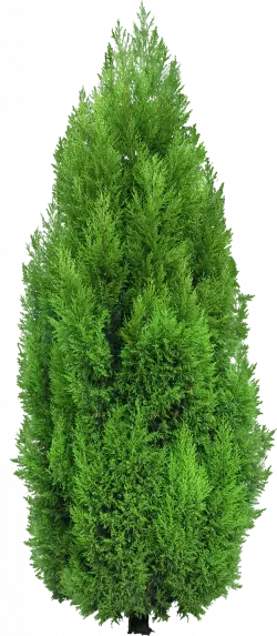 green leaf mediterranean cypress tree