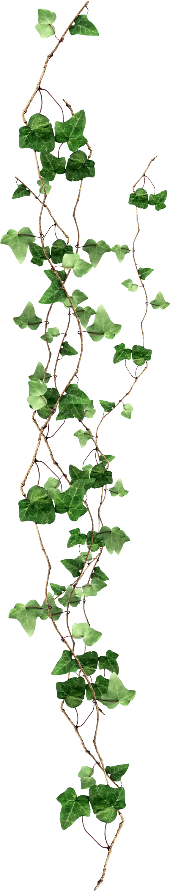 green leaf plant with stem