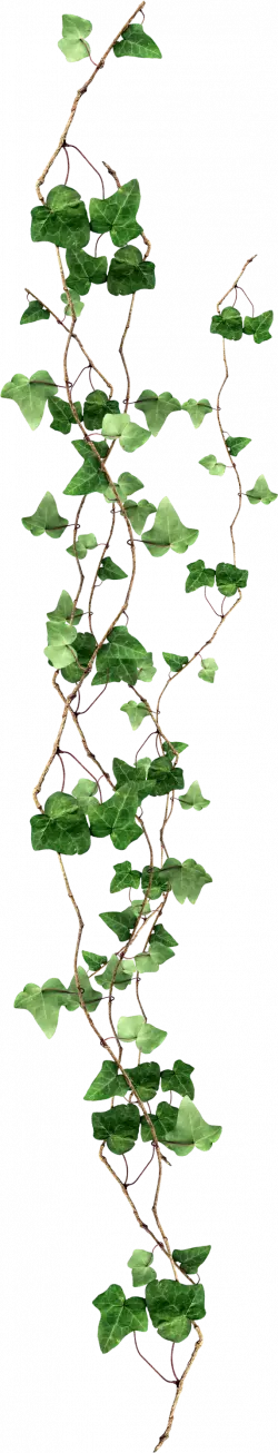 green leaf plant with stem