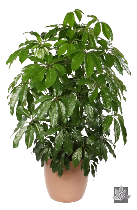 green leaf schefflera arboricola actinophylla houseplant