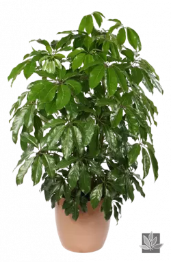 green leaf schefflera arboricola actinophylla houseplant