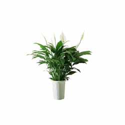green plant in white pot