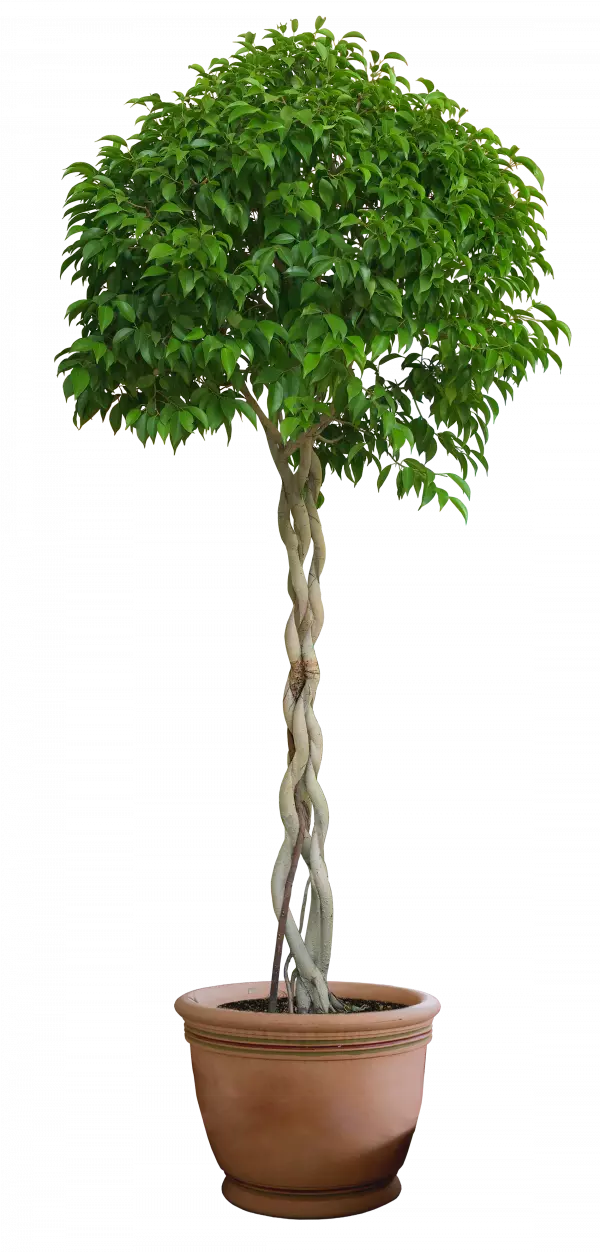 green potted casa plant illustration artificial flower