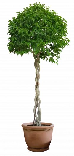 green potted casa plant illustration artificial flower