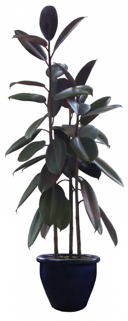 green rubber plant in black pot
