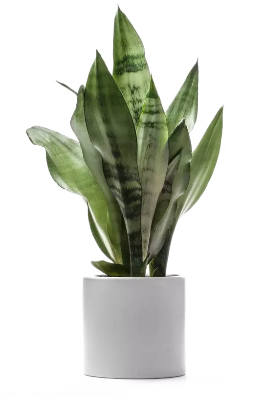 green snake plant in white pot