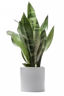 green snake plant in white pot