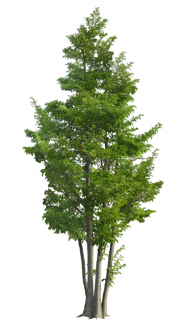 green tall tree transparent image