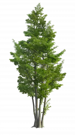 green tall tree transparent image