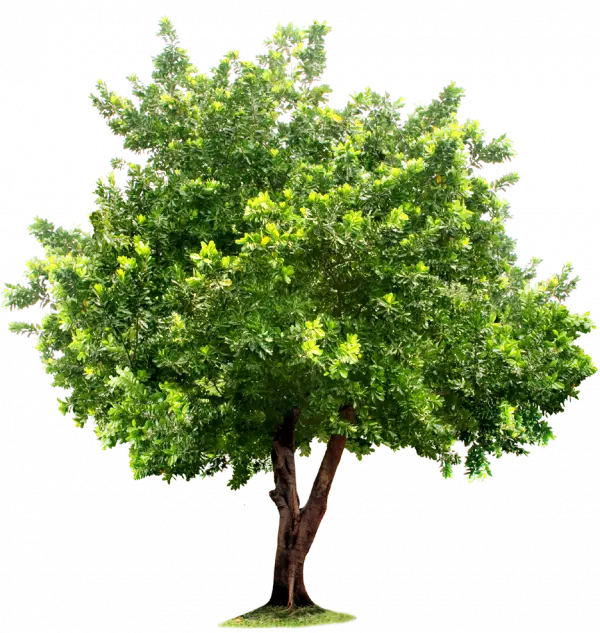 green tree with leaves