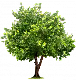 green tree with leaves