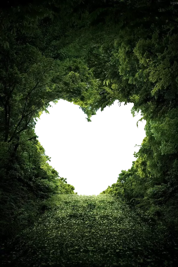 heart shape nature valentines day photo frame