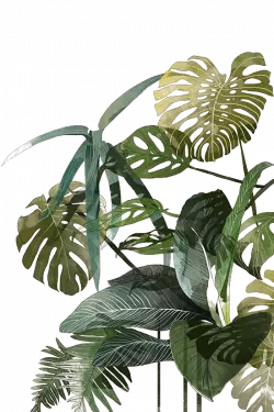 palm leaf botanical illustration drawing texture