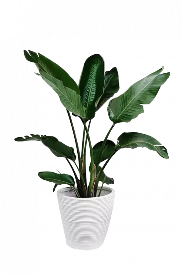 palm leaf in white pot indoor plant