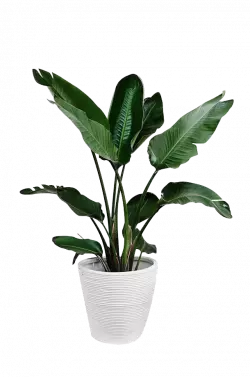 palm leaf in white pot indoor plant