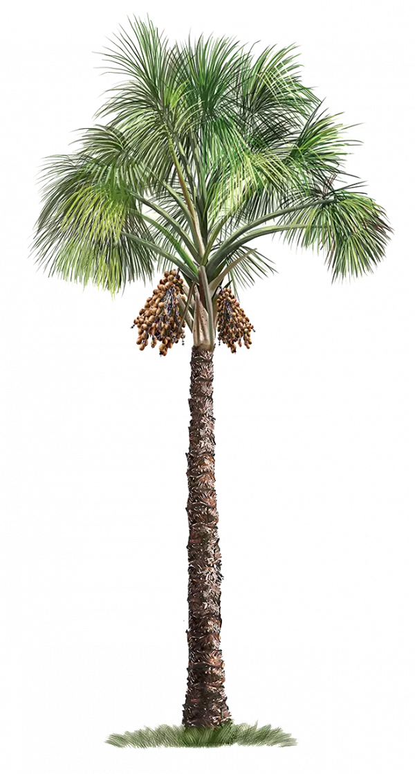 palm tree full size transparent png