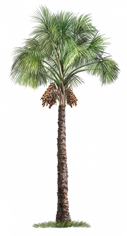 palm tree full size transparent png